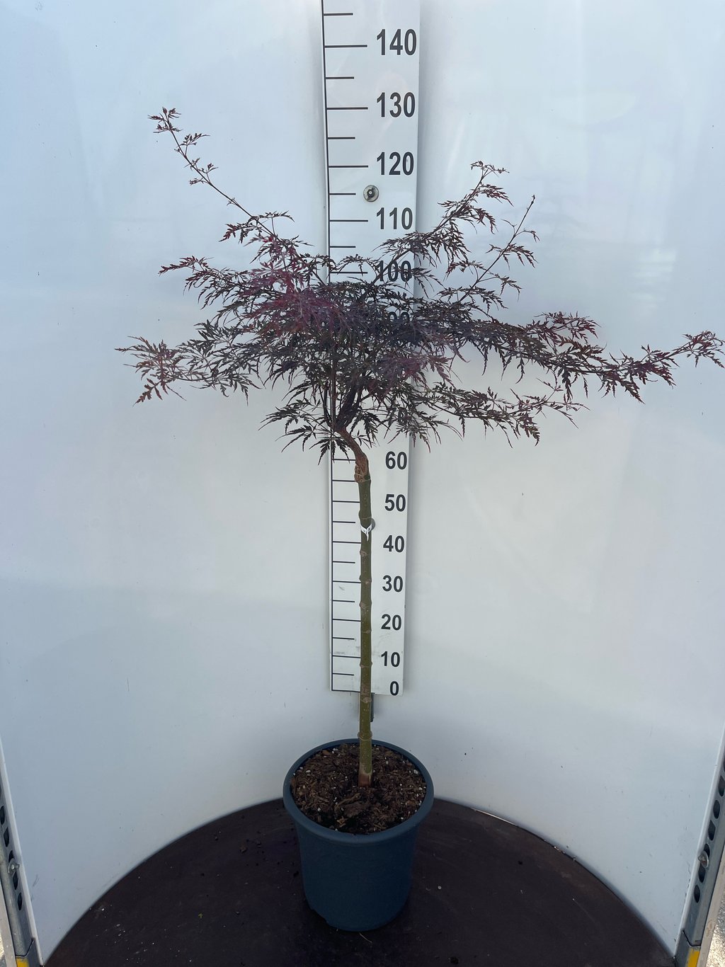 Acer pal. 'Lace Lady' - 60 CM Stem C15
